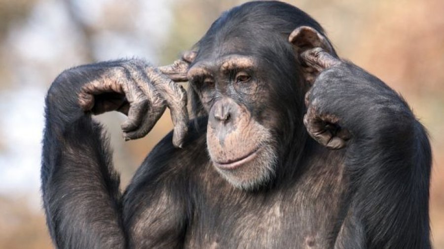 Studimi paralajmëron për virusin e majmunëve që kërcënon njerëzit