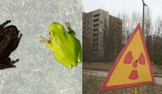 Bota rrezolpm apokalipsin bërthamor, mësimi që na vjen nga bretkosa e zezë në Çernobil