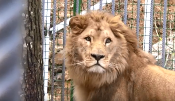 I japin luanit për të ngrënë xhirafën e ngordhur, publiku dënon kopshtin zoologjik