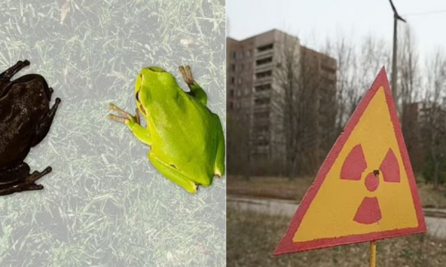Bota rrezolpm apokalipsin bërthamor, mësimi që na vjen nga bretkosa e zezë në Çernobil