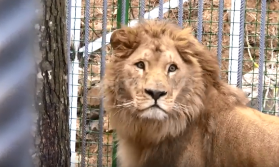 I japin luanit për të ngrënë xhirafën e ngordhur, publiku dënon kopshtin zoologjik