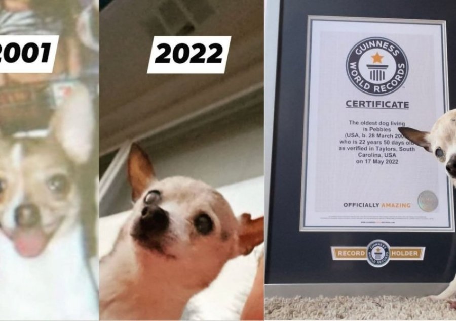 Ngordh qeni më i moshuar në botë