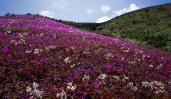 Shkretëtira mbulohet nga lulet në Kili