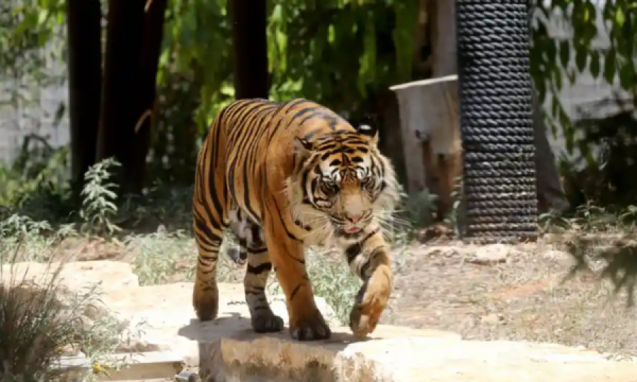 Tigri vret 9 persona në Indi, mes tyre një nënë me fëmijë