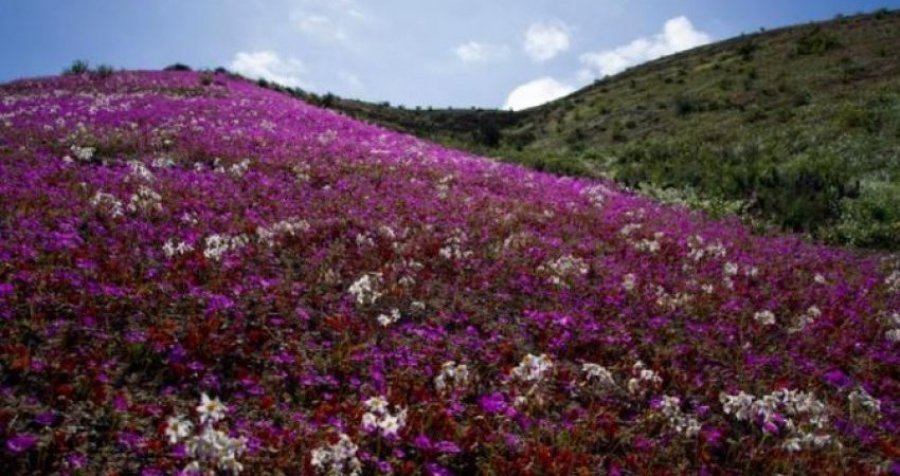Shkretëtira mbulohet nga lulet në Kili