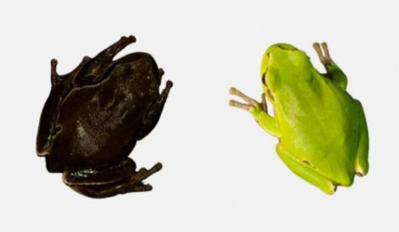 Pasojat e një katastrofe që kanë lënë gjurmë: Bretkosat e zeza “mutante” u zbuluan në Çernobil