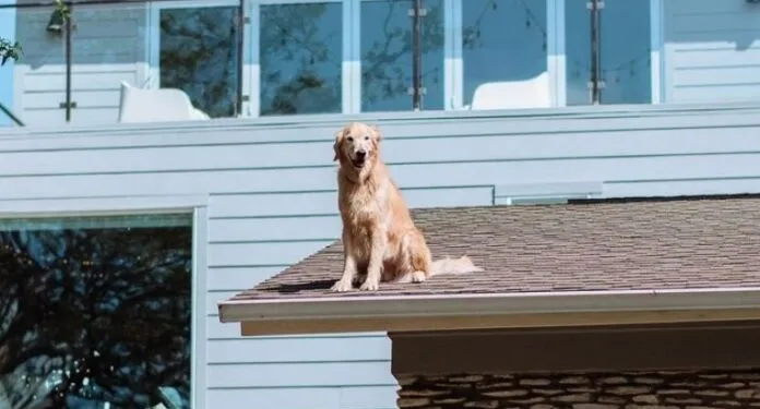 Qeni që po i përshëndet fqinjët