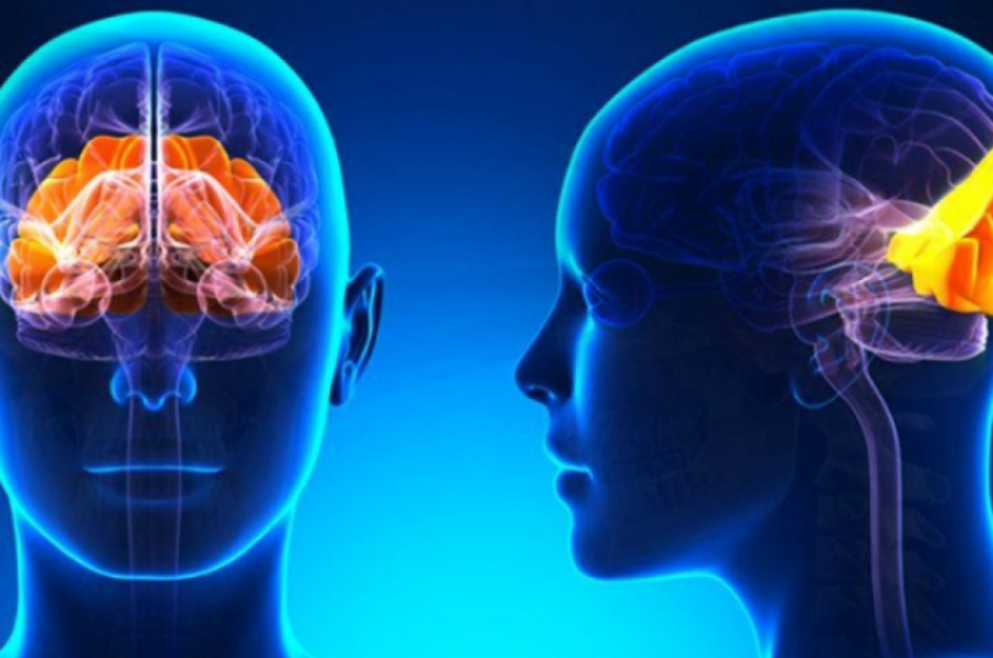 Njihuni me benefitet e Vitaminës D në trurin e njeriut