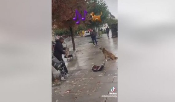 Klikime të jashtëzakonshme për videon që u bë në Prishtinë: Qeni këndon derisa burri i bie saksofonit në shesh