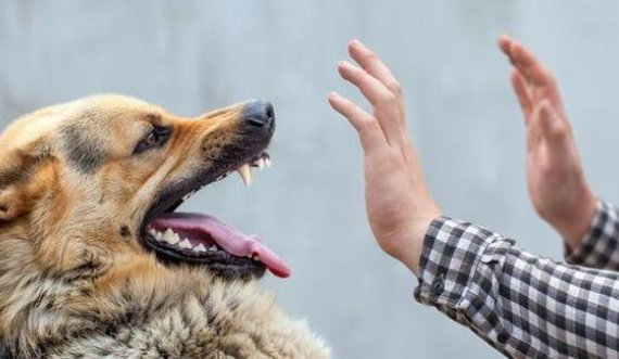 Kur qeni do t’ju sulmojë: Si të shpëtoni dhe të kaloni pa ju kafshuar!