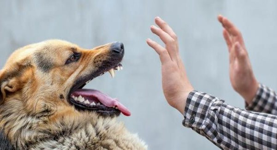 Kur qeni do t’ju sulmojë: Si të shpëtoni dhe të kaloni pa ju kafshuar!