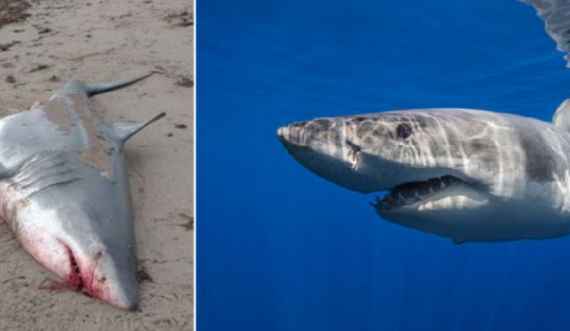 Kufoma misterioze e peshkaqenit të bardhë 4m të gjatë del në bregun e plazhit publik
