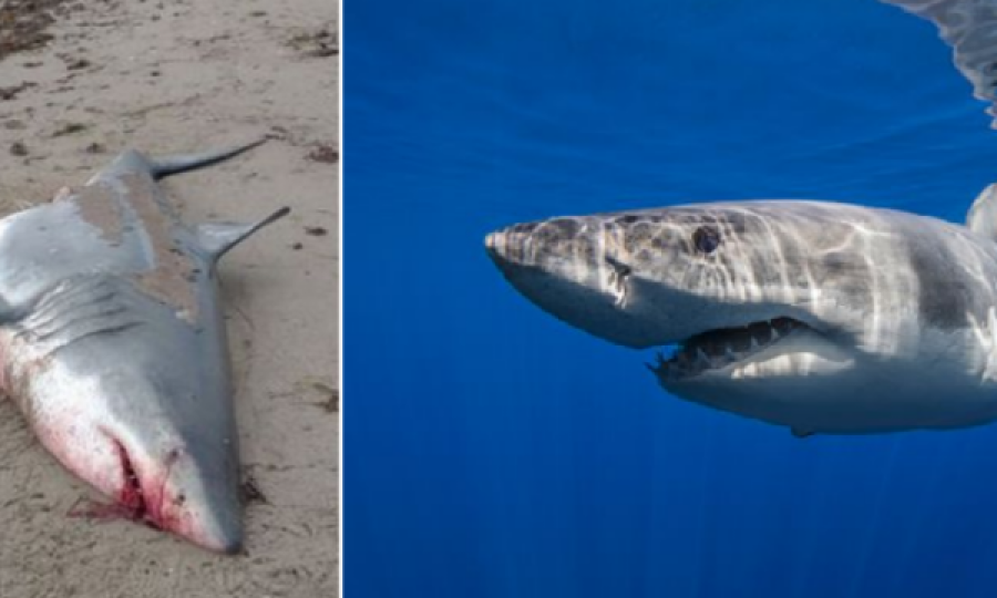 Kufoma misterioze e peshkaqenit të bardhë 4m të gjatë del në bregun e plazhit publik