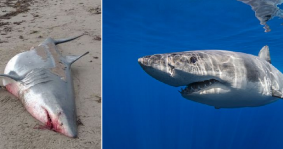 Gjendet kufoma e peshkaqenit të bardhë të gjatë 4 metra