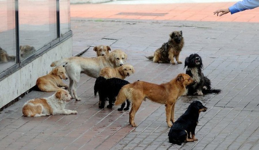 Në qendër të Prishtinës qentë sulmojnë një person