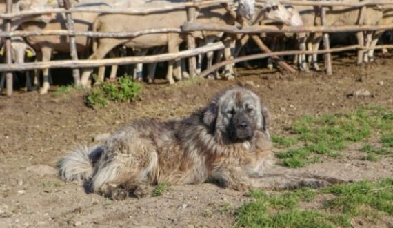 Pse qentë e Sharrit në Kosovë nuk duan t’i shesin!