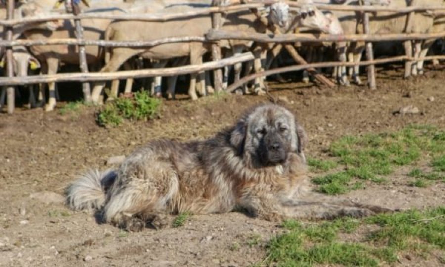 Pse qentë e Sharrit në Kosovë nuk duan t’i shesin!