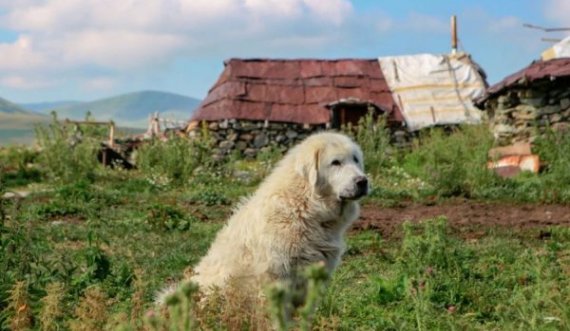 Made in Kosova: Këta janë qentë e Sharrit, të butë sidomos me fëmijët e vegjël