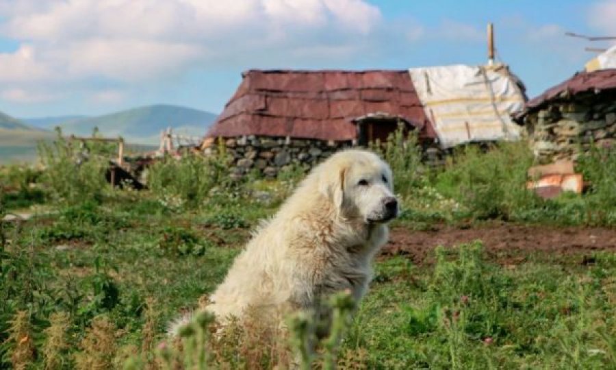 Made in Kosova: Këta janë qentë e Sharrit, të butë sidomos me fëmijët e vegjël