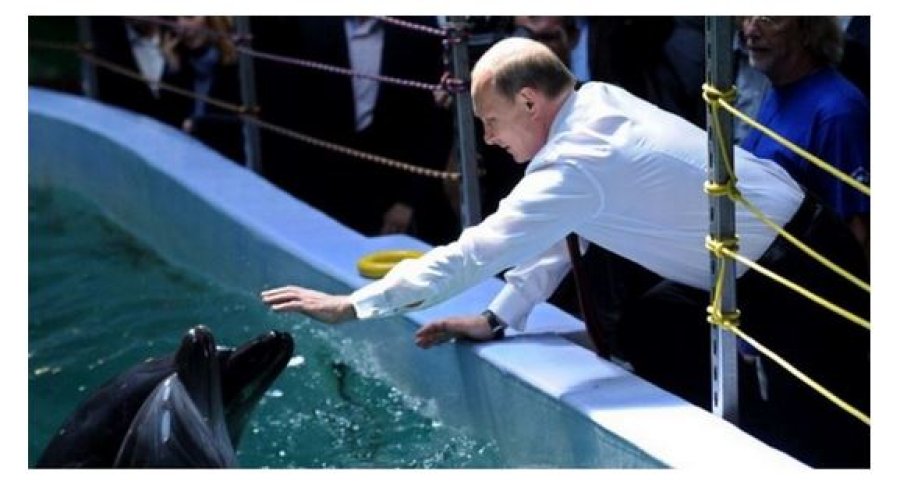 Putin “ka vrarë” mbi 50,000 delfinë në Detin e Zi që nga fillimi i luftës