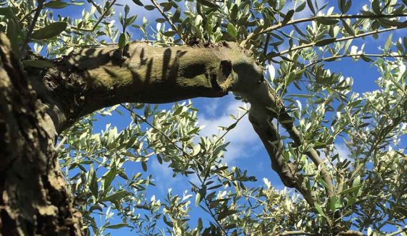 Ra nga pema e ullirit, vdes 65-vjeçari në Vlorë