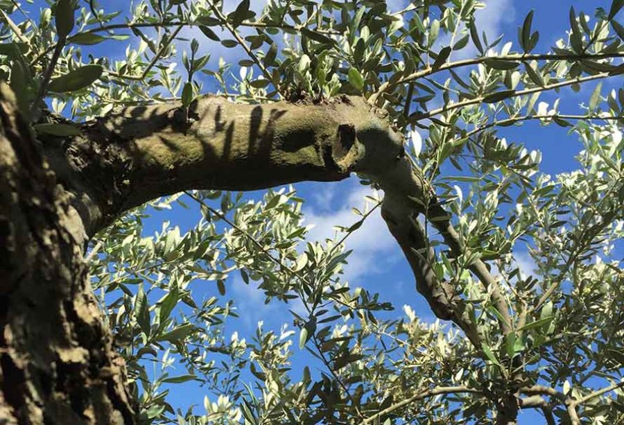Ra nga pema e ullirit, vdes 65-vjeçari në Vlorë