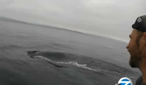 Surfisti u shoqërua nga balena blu për më shumë se një orë