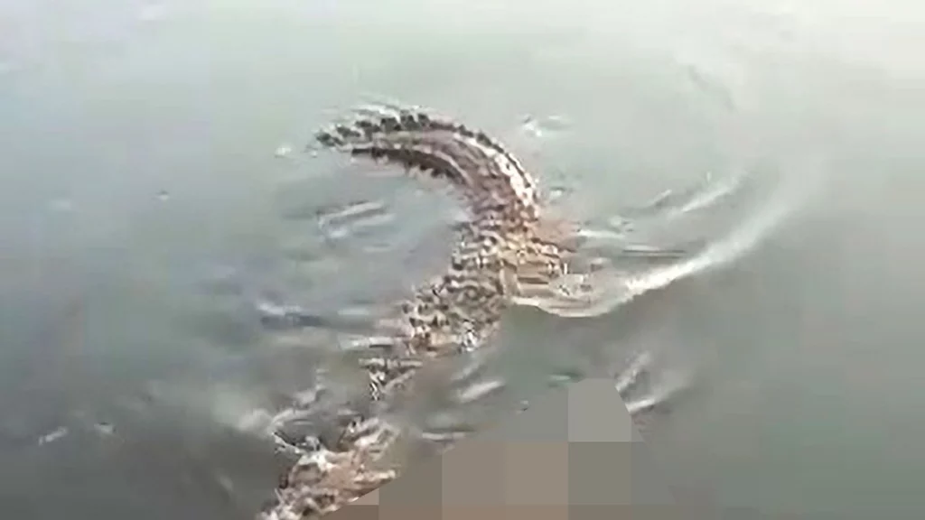 Notuesi vritet nga krokodili në lagunën meksikane pas refuzimit të tabelave paralajmëruese