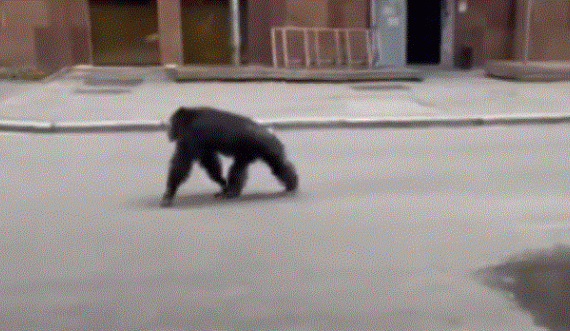 Shimpanza arratiset nga kopshti zoologjik në Kharkiv