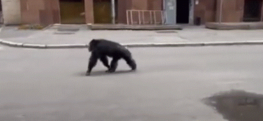 Shimpanza arratiset nga kopshti zoologjik në Kharkiv