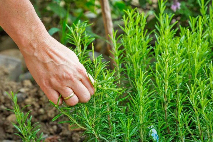 Si ta përdorni rozmarinën për mushkëritë, depresionin dhe tretjen e mirë