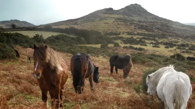 A e dini se kuajt nuhasin frikën e njeriut?