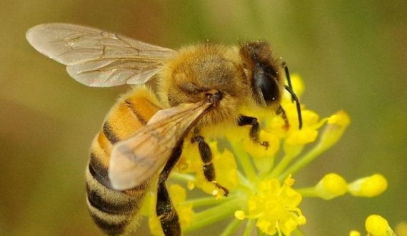 Bletët mund të kujtojnë fytyrat e njeriut – dhe 7 fakte të tjera befasuese rreth këtyre insekteve të rëndësishme