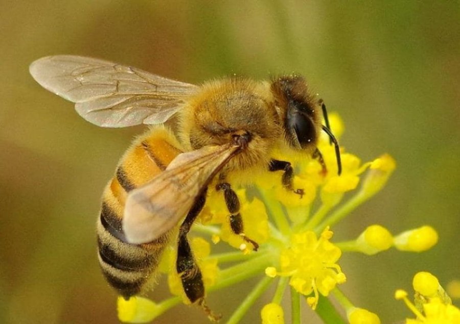 Bletët mund të kujtojnë fytyrat e njeriut – dhe 7 fakte të tjera befasuese rreth këtyre insekteve të rëndësishme