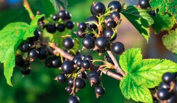 A e dini çfarë ndodh me organizmin nëse hani një grusht rrush pa fara çdo ditë?