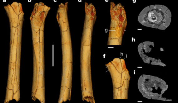 Hulumtimi i fundit: Paraardhësit e njerëzve kanë ecur me dy këmbë, para 7 milionë vjetësh
