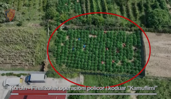 Zbulohet plantacioni me kanabis, arrestohen shqiptarë e serbë