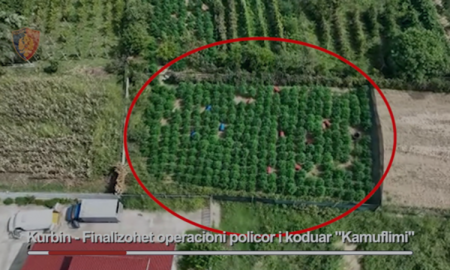 Zbulohet plantacioni me kanabis, arrestohen shqiptarë e serbë