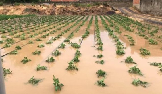 Bujqësia e Krushës së Madhe dëmtohet rëndë nga vërshimet