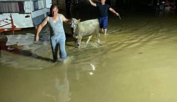 Vërshimet në Krushë, banorët detyrohen t’i zhvendosin kafshët për t’i shpëtuar