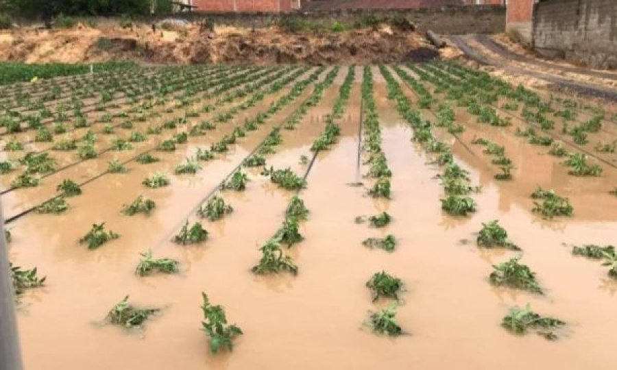 Bujqësia e Krushës së Madhe dëmtohet rëndë nga vërshimet