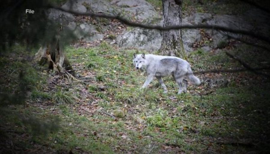 Ujku në Gjakovë sulmon bagëtinë e invalidit të luftës