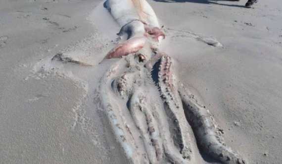 ​Kallamari gjigant me tentakulat gjysmë të ngrëna shfaqet në plazhin e Zelandës së Re