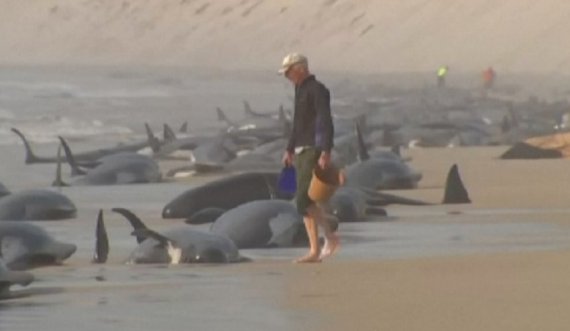 Më shumë se 200 balena dalin në bregun e Australisë, nuk dihet shkaku