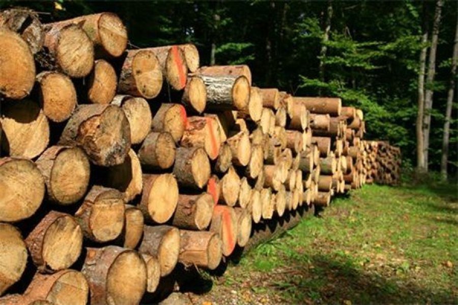 Kriza energjetike, rritet vjedhja e drunjve në Zvicër