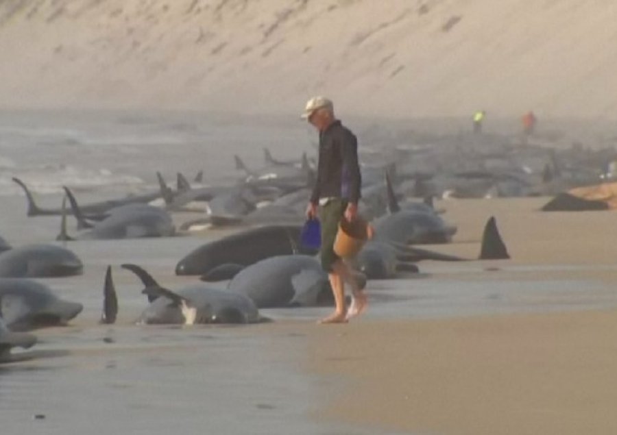 Më shumë se 200 balena dalin në bregun e Australisë, nuk dihet shkaku