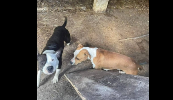 Dy pitbulla terrorizojnë një fshat të Suharekës, kanë mbytur disa qen të tjerë, askush s’e di kush i ka lëshuar