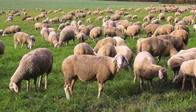 Ja shteti që ka pesë herë më shumë dele se njerëz