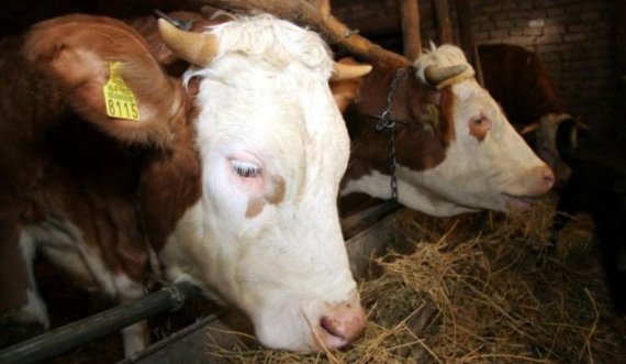 Telat e rrymës mbysin një lopë në Mitrovicë