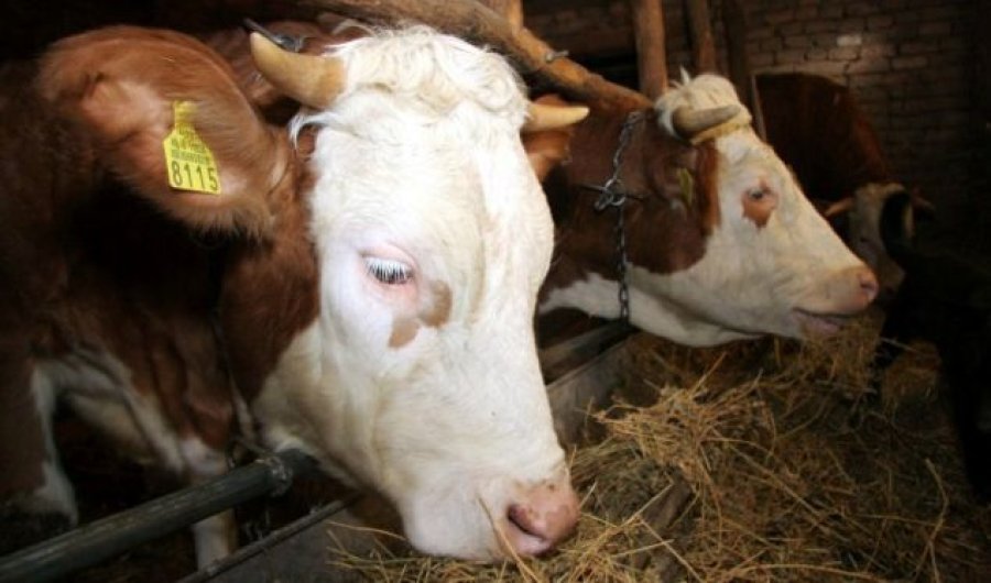 Telat e rrymës mbysin një lopë në Mitrovicë